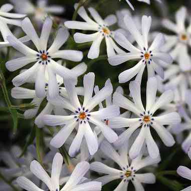 Phlox bifida (Sand Phlox, Cleft Phlox) Natural Communities LLC