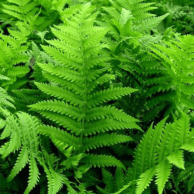 Matteuccia struthiopteris (Ostrich Fern)  Natural Communities LLC