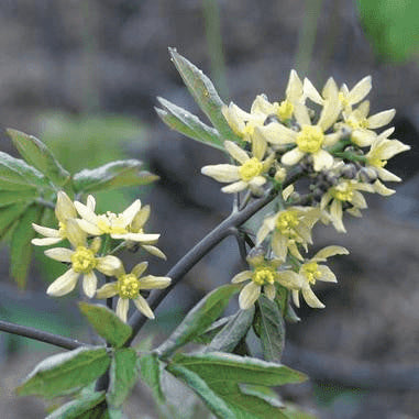 Caulophyllum thalictroides (Blue Cohosh)  Natural Communities LLC