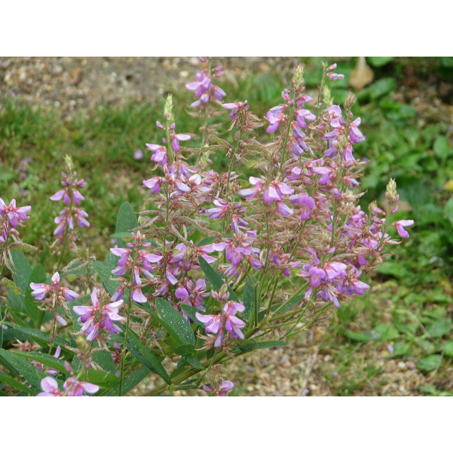 Desmodium canadense (Showy Tick Trefoil)  Natural Communities LLC
