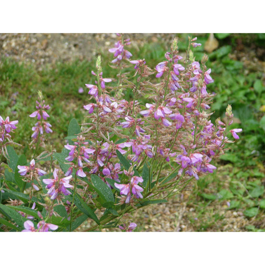 Desmodium canadense (Showy Tick Trefoil)  Natural Communities LLC