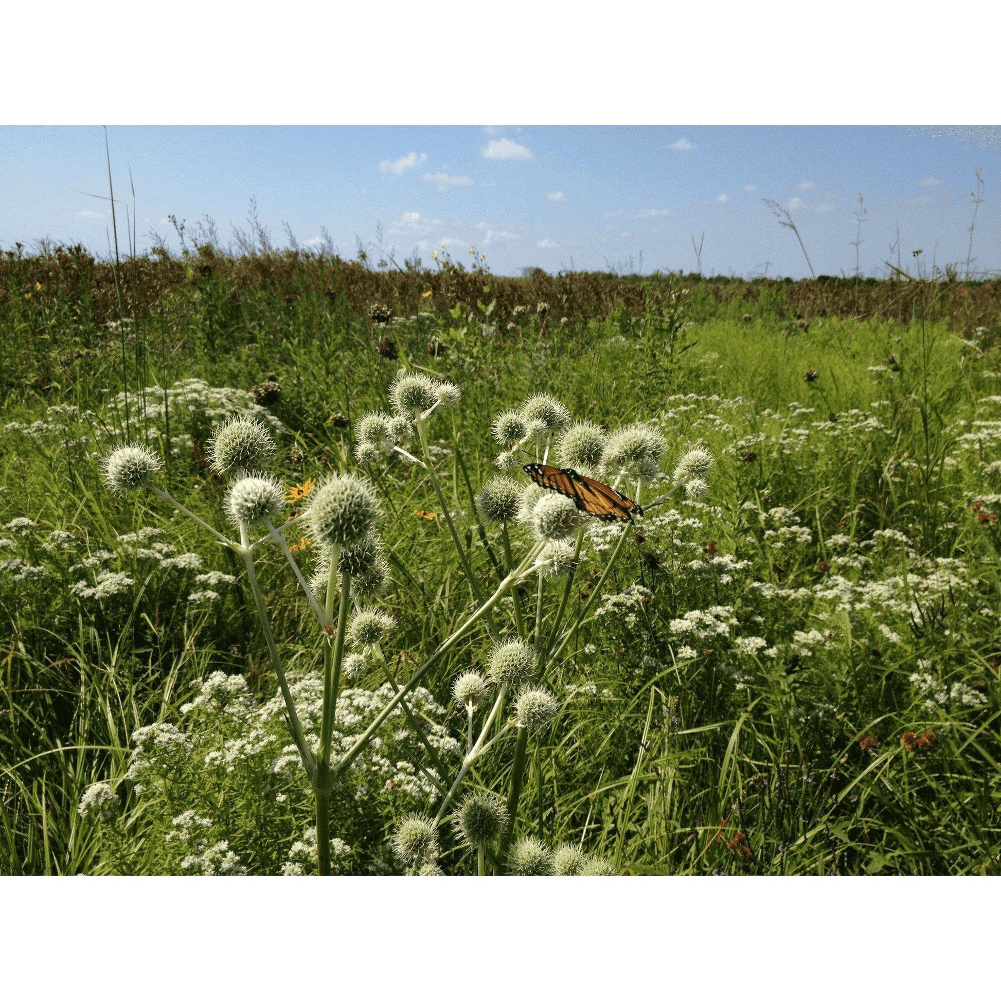 Eryngium yuccifolium (Rattlesnake Master)  Natural Communities LLC