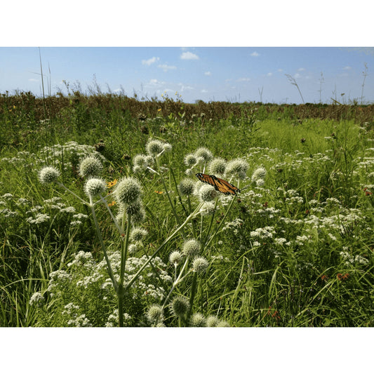 Eryngium yuccifolium (Rattlesnake Master)  Natural Communities LLC