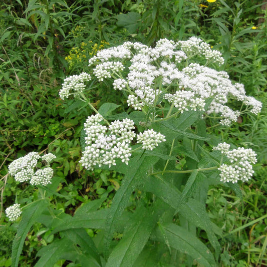 Eupatorium perfoliatum (Common Boneset)  Natural Communities LLC