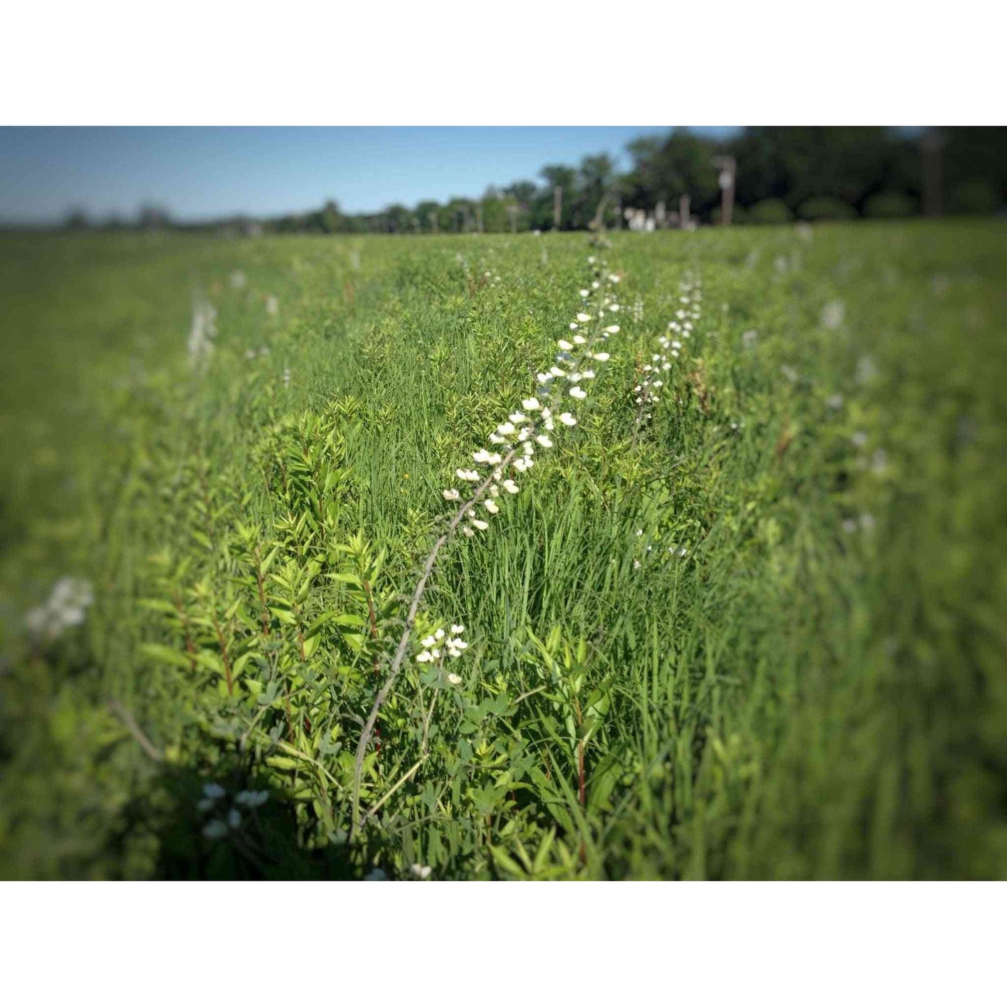 Baptisia alba or Baptisia leucantha (White Wild Indigo)  Natural Communities LLC