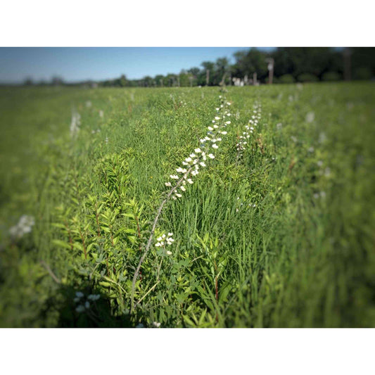 Baptisia alba or Baptisia leucantha (White Wild Indigo)  Natural Communities LLC