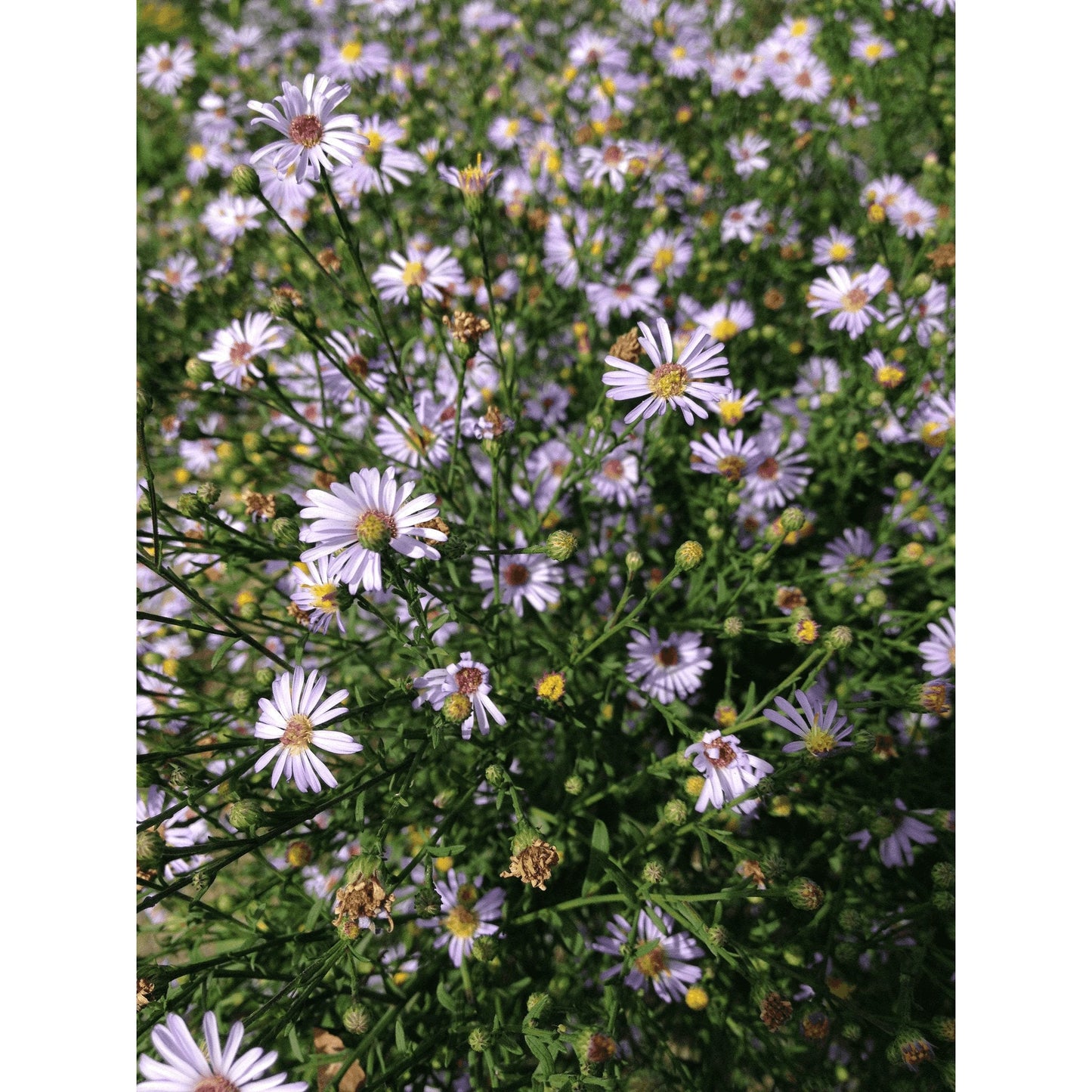 Symphyotrichum oolentangiense (Sky Blue Aster)  Natural Communities LLC