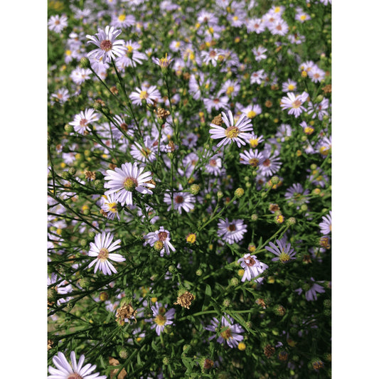 Symphyotrichum oolentangiense (Sky Blue Aster)  Natural Communities LLC