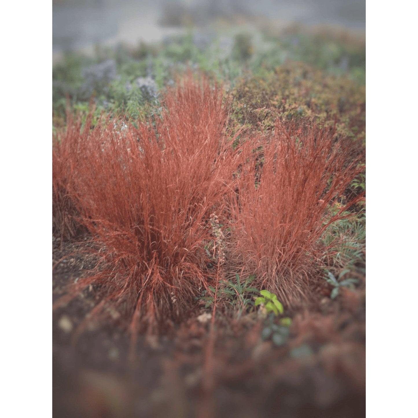 Schizachyrium scoparium or  Andropogon scoparius (Little Bluestem)  Natural Communities LLC