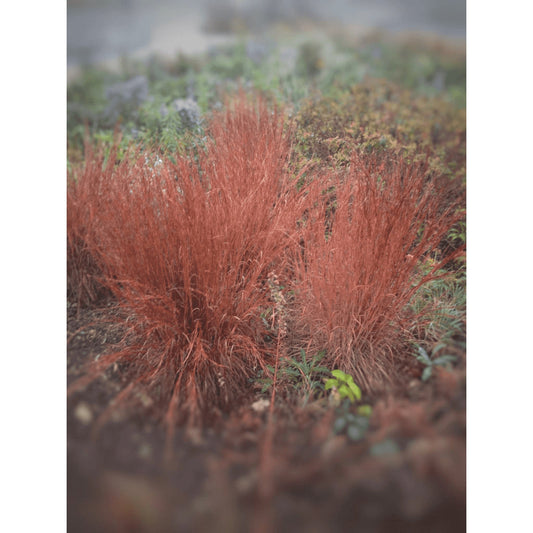 Schizachyrium scoparium or  Andropogon scoparius (Little Bluestem)  Natural Communities LLC