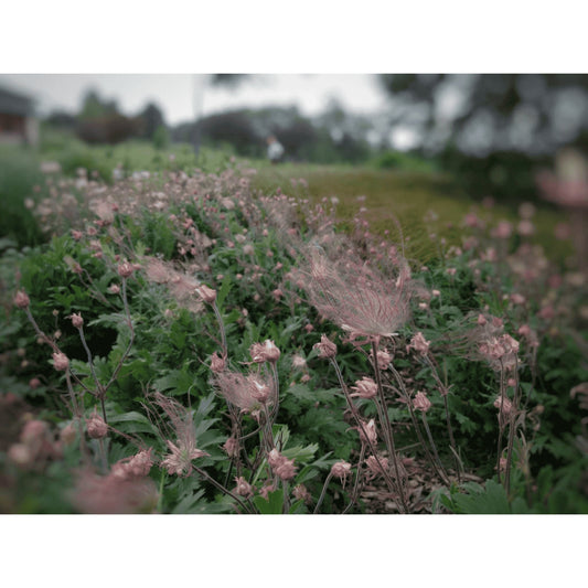 Geum triflorum (Prairie Smoke)  Natural Communities LLC