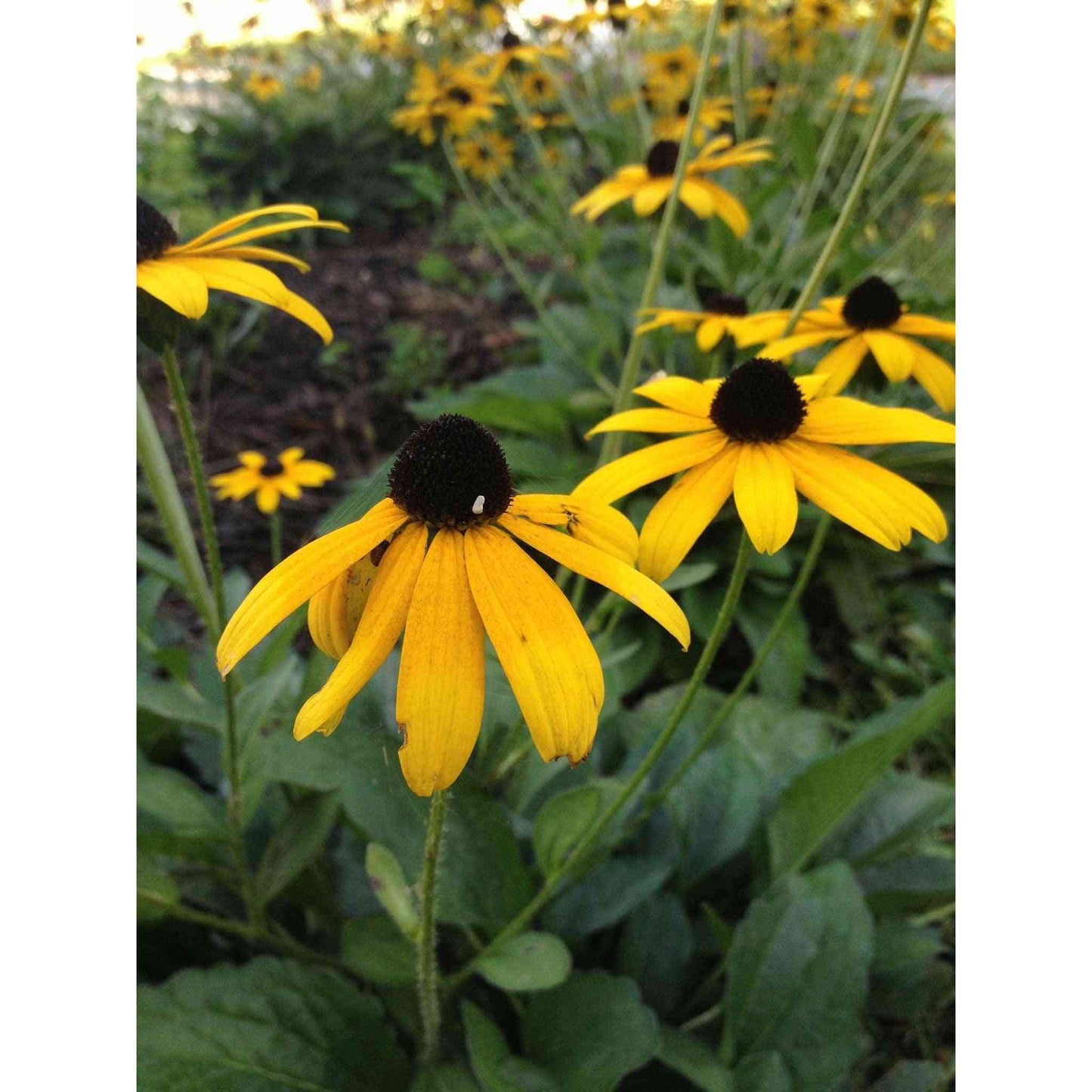 Rudbeckia fulgida var. speciosa (Showy Black-eyed Susan) Natural Communities LLC