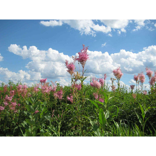 Filipendula rubra (Queen of the Prairie)  Natural Communities LLC
