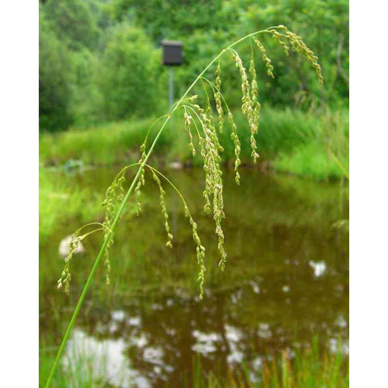 Hierochloe odorata (Sweet Grass) Natural Communities LLC