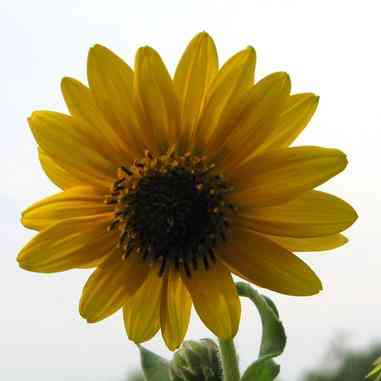 Helianthus mollis (Downy Sunflower)  Natural Communities LLC