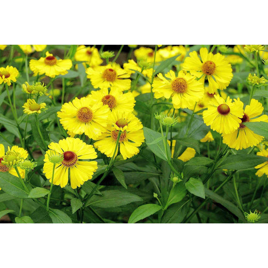Helenium autumnale (Sneezeweed)  Natural Communities LLC