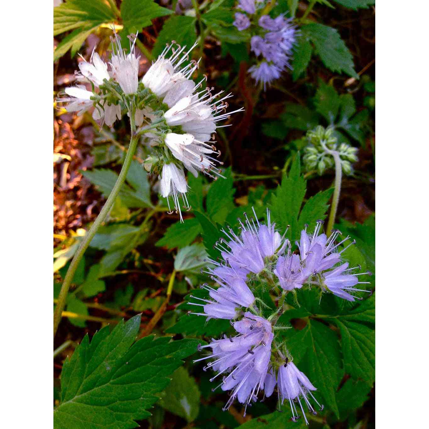 Hydrophyllum virginianum (Virginia Waterleaf) Natural Communities LLC
