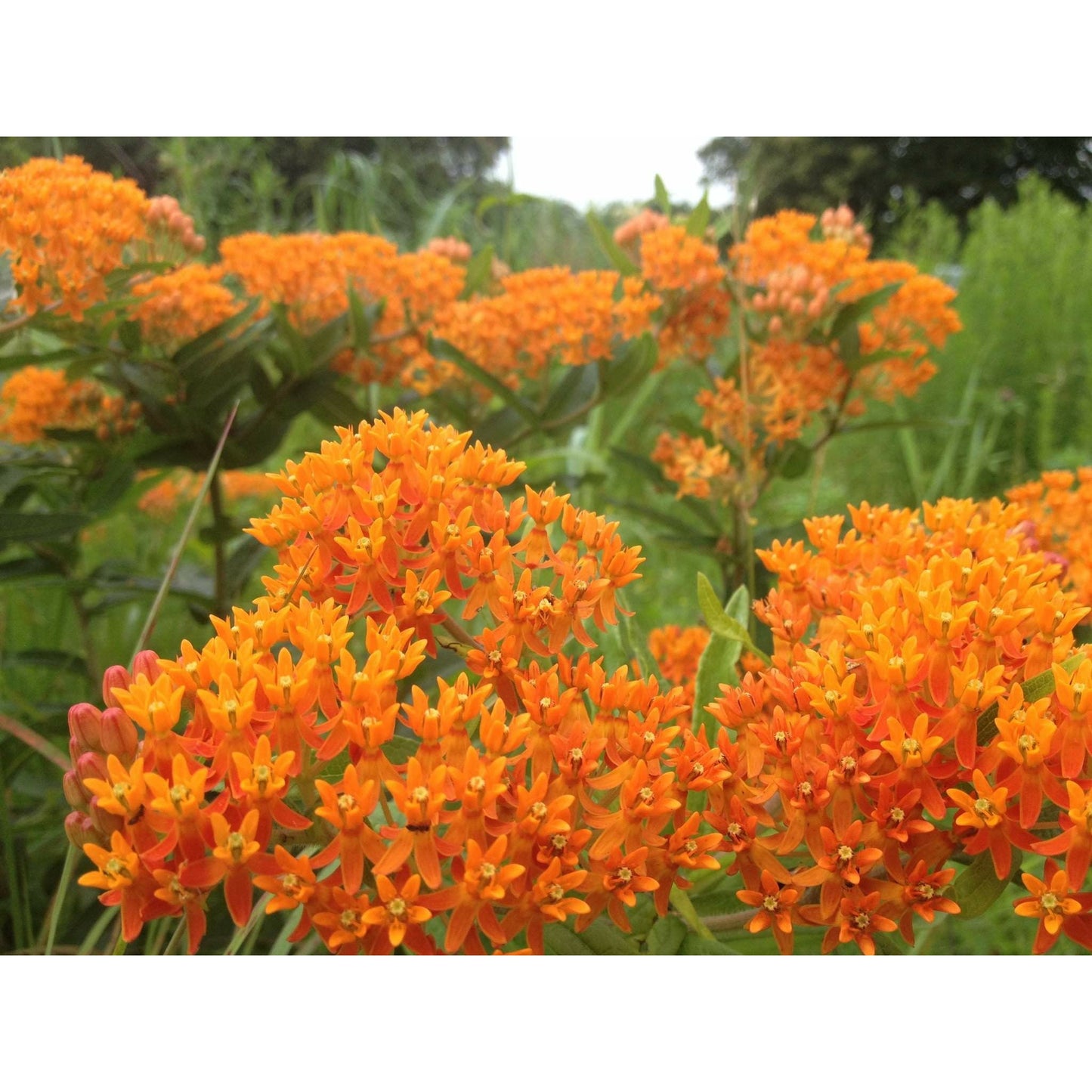 Asclepias tuberosa (Butterfly Milkweed) Natural Communities LLC