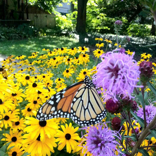 Liatris scariosa var. nieuwlandii (Northern Blazing Star/Savanna Blazing Star)  Natural Communities LLC