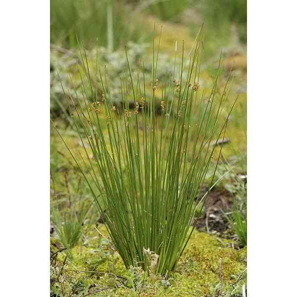 Juncus effusus (Common Rush) Natural Communities LLC
