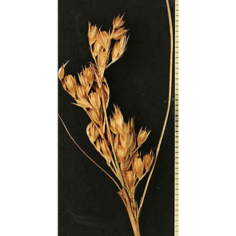 Juncus tenuis (Path Rush) Natural Communities LLC