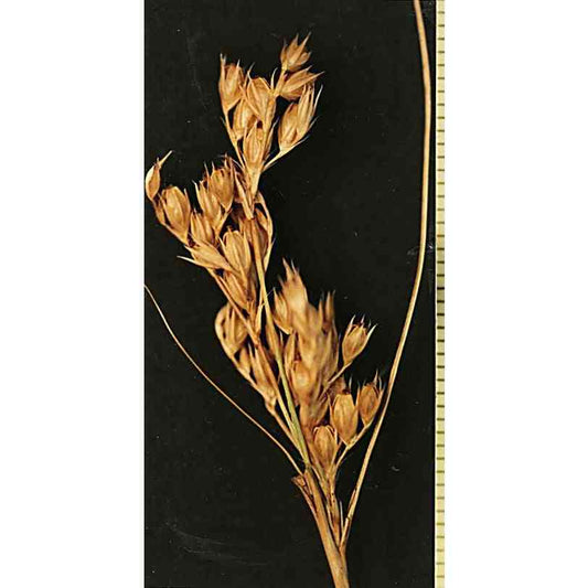Juncus tenuis (Path Rush)  Natural Communities LLC