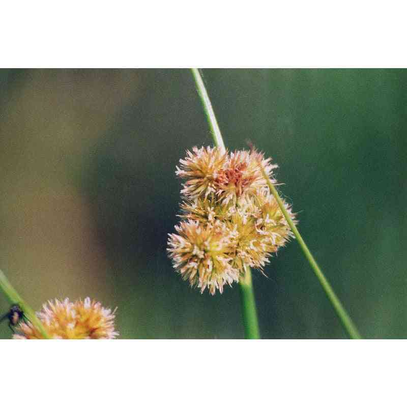 Juncus torreyi (Torrey's Rush) Natural Communities LLC