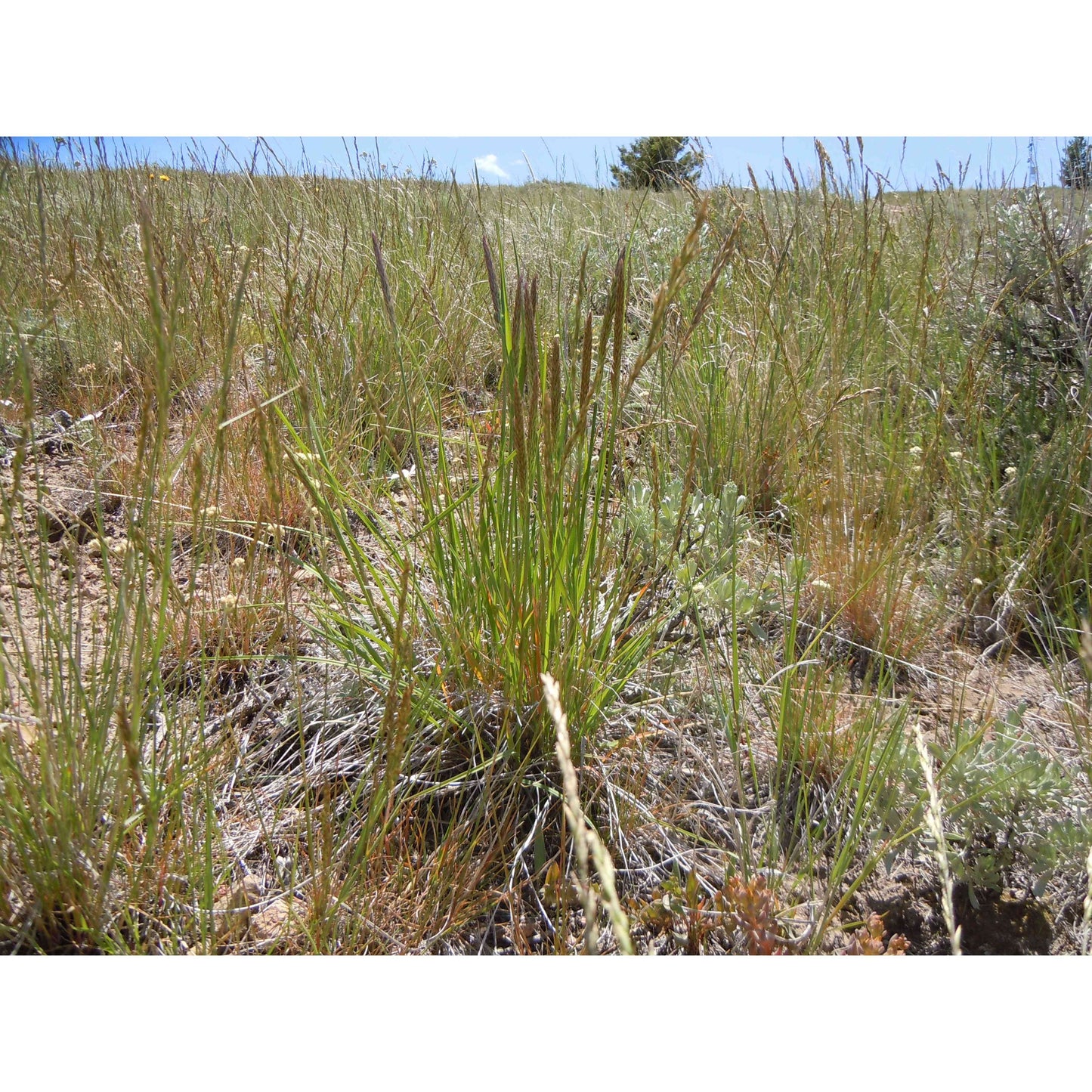 Koeleria macrantha (June Grass) Natural Communities LLC