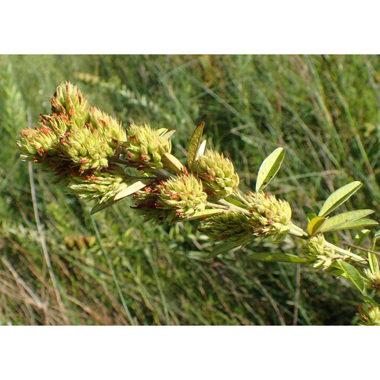 Lespedeza capitata (Round-headed Bush Clover)  Natural Communities LLC