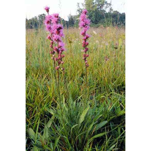Liatris aspera (Button Blazing Star, Rough Blazing Star) Natural Communities LLC