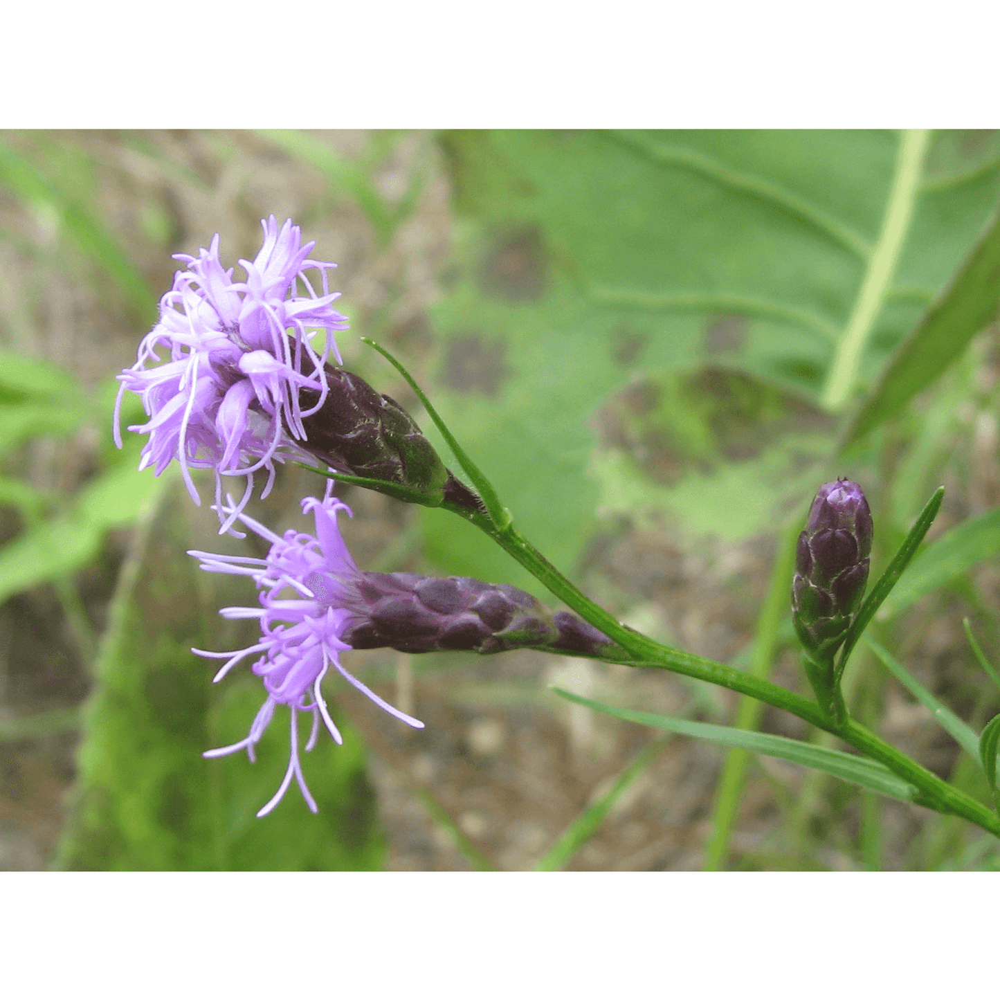 Liatris cylindracea (Dwarf Blazing Star) Natural Communities LLC