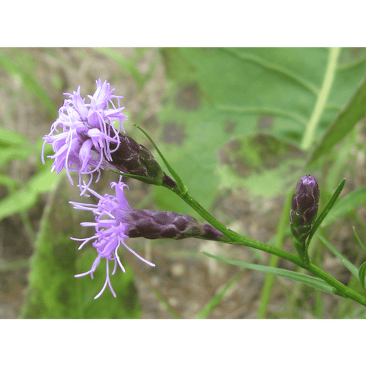 Liatris cylindracea (Dwarf Blazing Star)  Natural Communities LLC