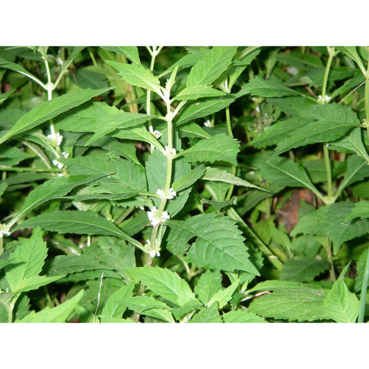 Lycopus americanus (Water Horehound, American Bugleweed)  Natural Communities LLC