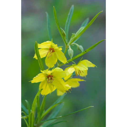 Lysimachia quadriflora (Prairie Loosestrife)  Natural Communities LLC
