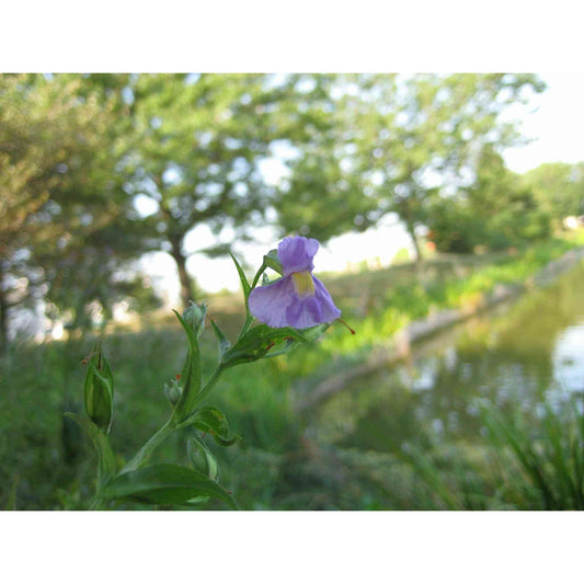 Mimulus ringens (Monkey Flower)  Natural Communities LLC