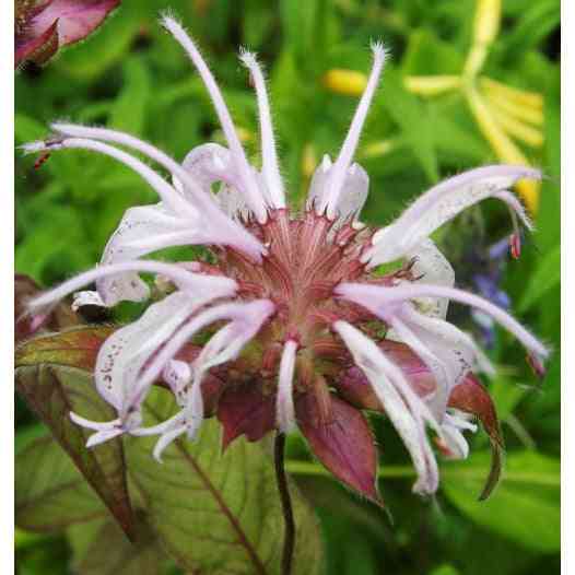 Monarda bradburiana (Bradbury's Bee Balm) Natural Communities LLC
