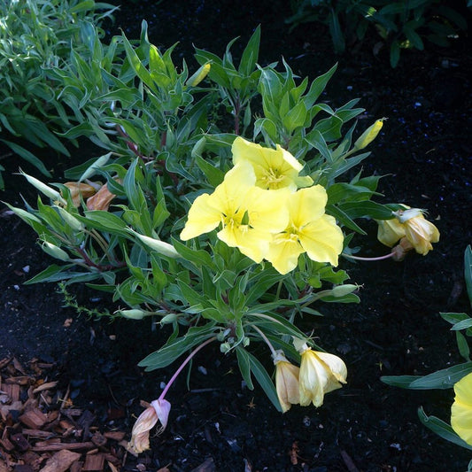 Oenothera macrocarpa (Missouri Evening Primrose)
