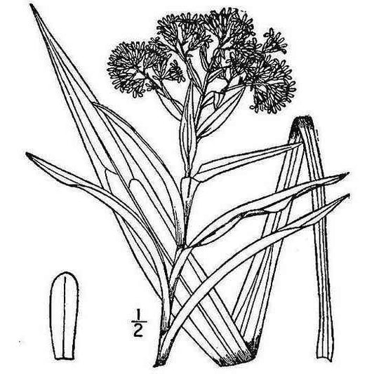 Oligoneuron riddellii (Riddell's Goldenrod)  Natural Communities LLC