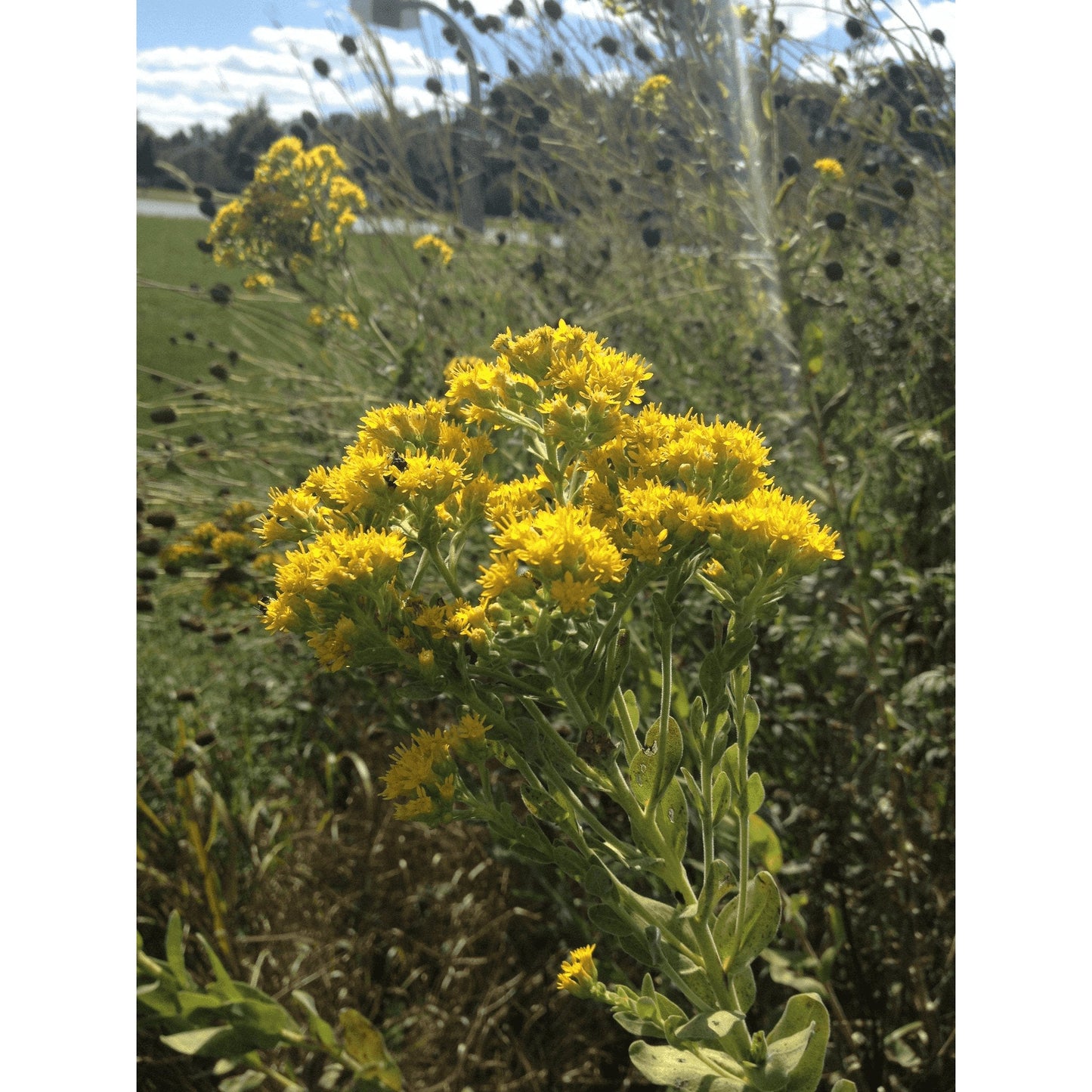 A beautiful image of Stiff Goldenrod (Solidago rigida), a late-blooming native perennial with showy yellow flowers that provide an abundant and vital nectar source for monarch butterflies and other pollinators in the fall.