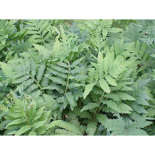 Onoclea sensibilis (Sensitive Fern)  Natural Communities LLC