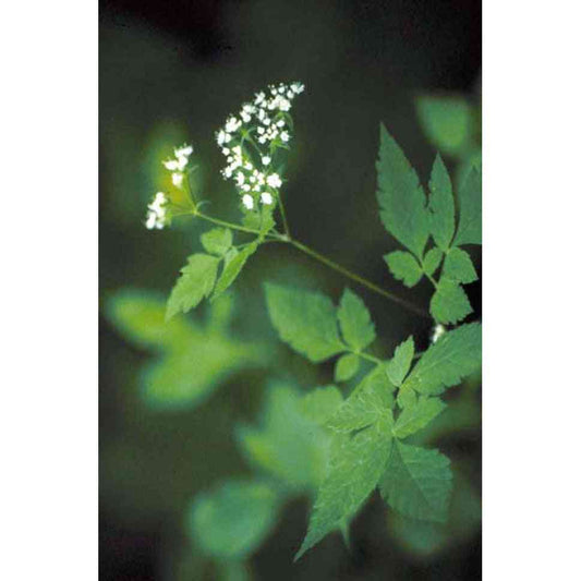 Osmorhiza claytonii (Hairy sweet cicely)  Natural Communities LLC