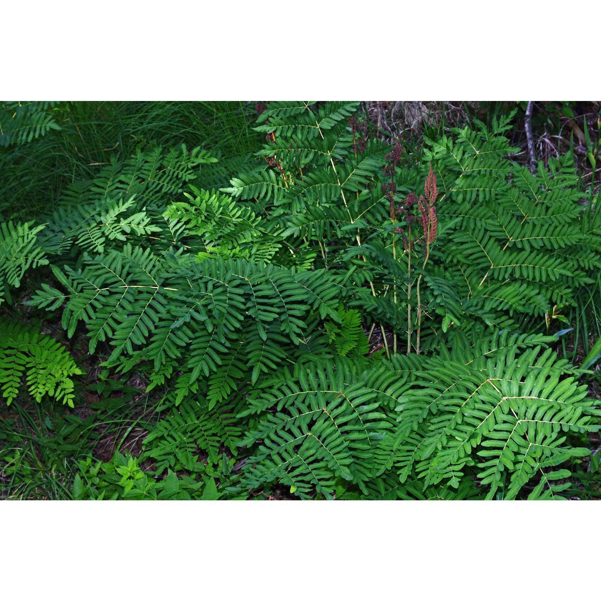 Osmunda regalis (Royal Fern)  Natural Communities LLC