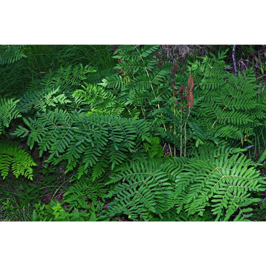 Osmunda regalis (Royal Fern)  Natural Communities LLC