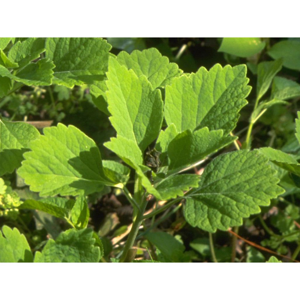 Pachysandra procumbens (Allegheny Spurge)