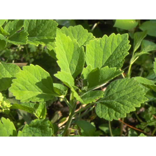 Pachysandra procumbens (Allegheny Spurge)