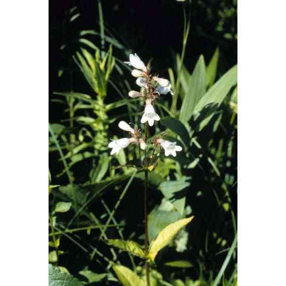 Penstemon calycosus (Calico Beardtongue) Natural Communities LLC