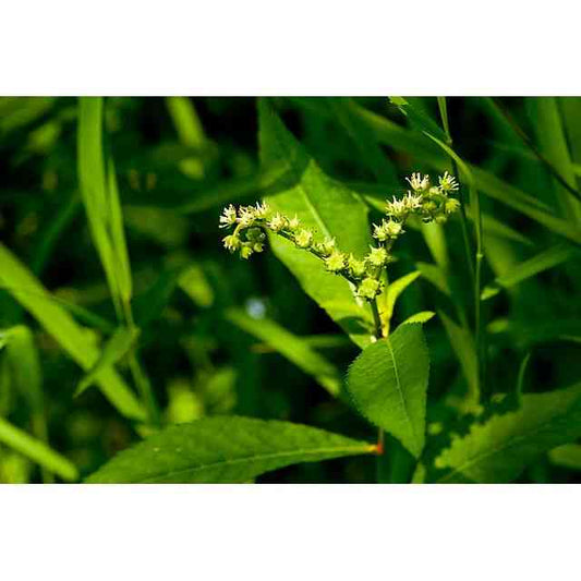 Penthorum sedoides (Ditch stonecrop)