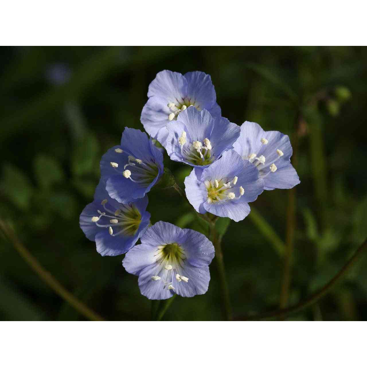 Polemonium reptans (Jacob's Ladder) Natural Communities LLC