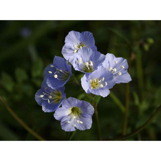 Polemonium reptans (Jacob's Ladder)  Natural Communities LLC