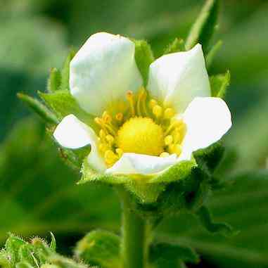 Potentilla arguta (Prairie Cinquefoil) Natural Communities LLC